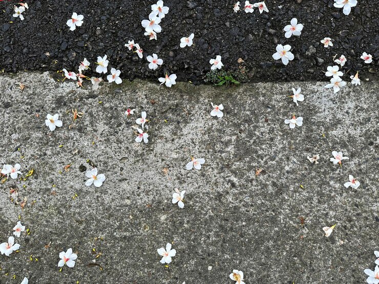 Hermosas flores blancas flores de tung y caminos