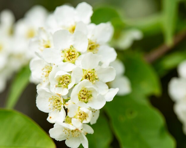 Hermosas flores blancas fragantes de pájaro chert Prunus padus hackberry hagberry o Mayday tree