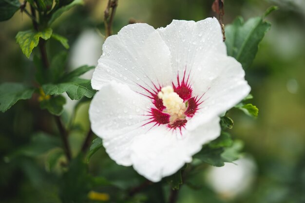 hermosas flores blancas de hibisco en un arbusto