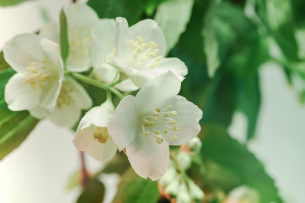 Hermosas flores blancas y hojas verdes patrón de fondo para el diseño vista de fotografía macro