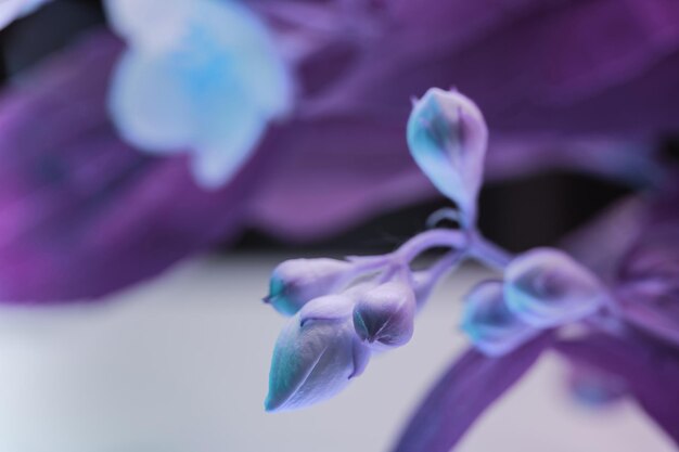 Hermosas flores blancas en la luz de neón patrón de fondo para el diseño vista de fotografía macro