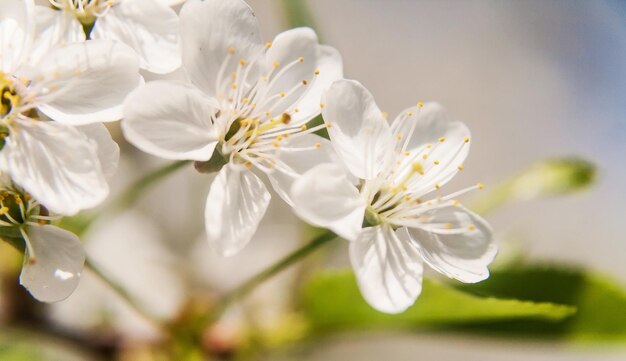 Hermosas flores blancas de un manzano de cerca en un suave desenfoque