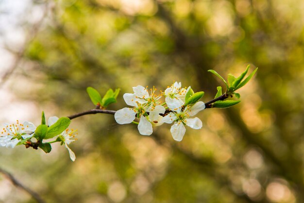 Hermosas flores blancas de manzano en el jardín. Floración de primavera en las ramas