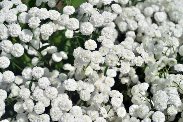 Hermosas flores blancas de milenrama en el jardín de cerca