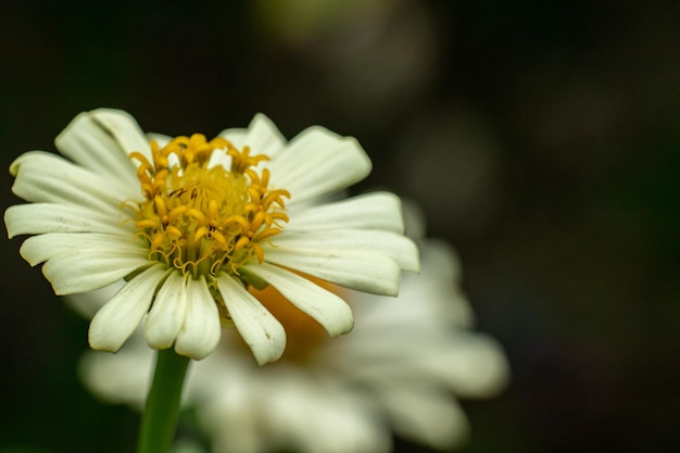 Hermosas flores blancas en la naturaleza