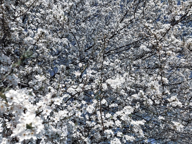 Hermosas flores blancas de primavera Cerezas en flor exuberantes albaricoques ciruelas Festival de primavera Tradición japonesa Diseño de tarjeta de felicitación o fondo floral Pétalos delicados con morteros y estambres