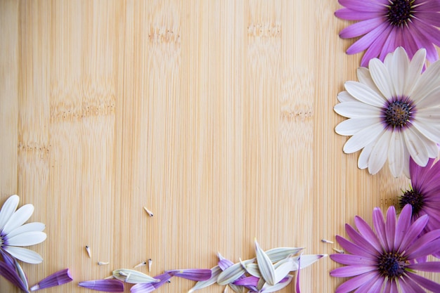 Hermosas flores blancas y púrpuras de Osteospermum en una madera