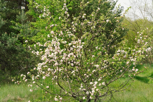 Hermosas flores blancas en una rama de un manzano contra el fondo de un jardín borroso Flor de manzano Fondo de primavera