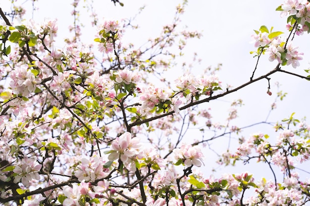 Hermosas flores blancas en una rama de un manzano contra el fondo de un jardín borroso