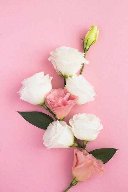 Hermosas flores blancas y rosadas sobre fondo rosa. De cerca.