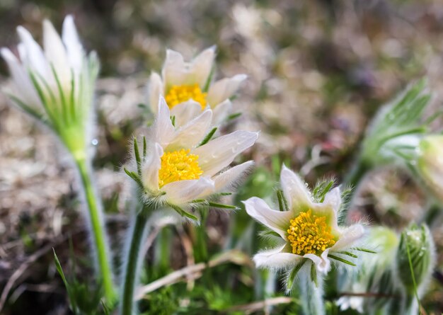 Hermosas flores blancas y sedosas pulsatilla alpina en spring garden