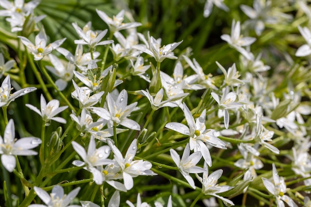 Hermosas flores blancas de verano en el jardín después de la lluvia