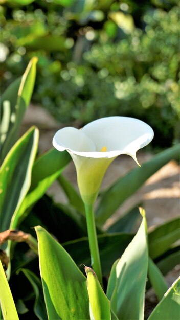 Hermosas flores blancas de zantedeschia aethiopica también conocida como lirio de calla