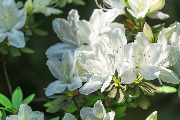 Hermosas flores blancas