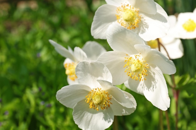 Hermosas flores blancas