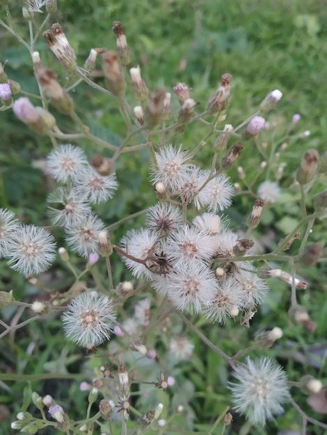 Hermosas flores blancas