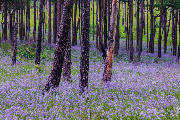 Hermosas flores en el bosque de árboles