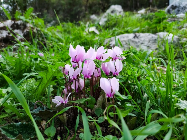 Hermosas flores del bosque en el fondo desenfocado claro