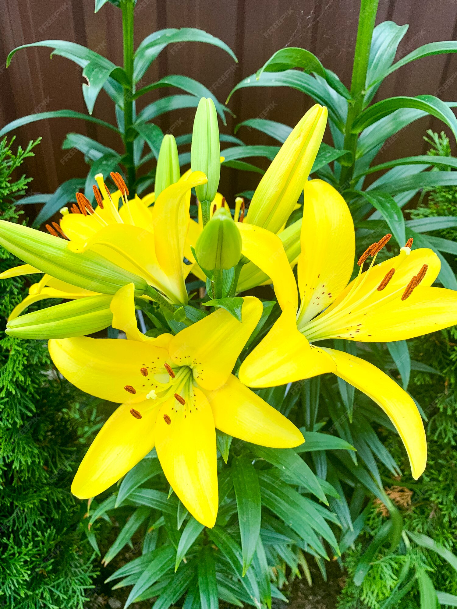 Hermosas flores brillantes de azucenas que crecen en el jardín. foto de  estudio. | Foto Premium