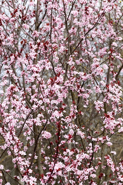 Hermosas flores brillantes de flor de cerezo rojo en el huerto, hermosas flores rosadas en primavera o verano, flores de cerezo en flor de cerezo