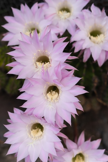 Hermosas flores de cactus blanco y rosa sobre fondo natural. Copie el espacio.