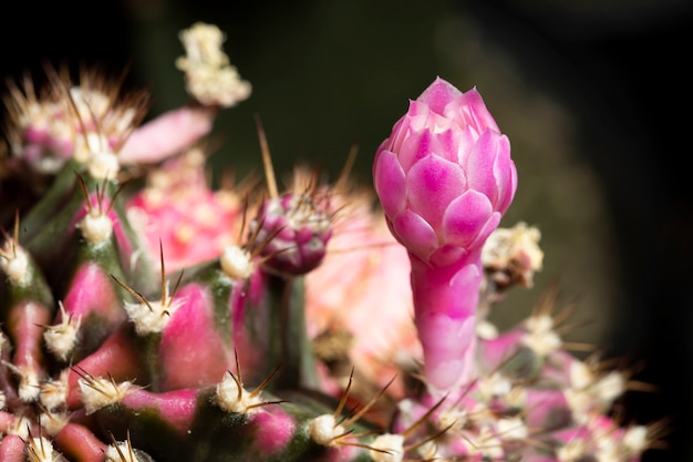 Hermosas flores de cactus de colores que florecen en el jardín.