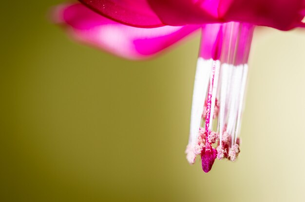 Hermosas flores de cactus rosa navideñas schlumbergera truncata