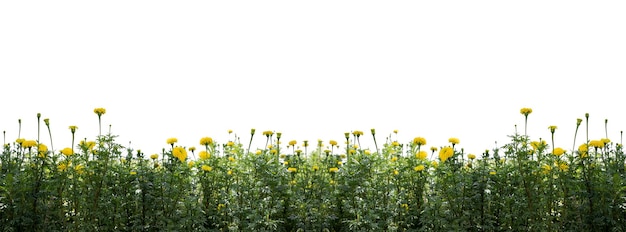 Hermosas flores de caléndula en el jardín aisladas en fondo blanco y recortadas