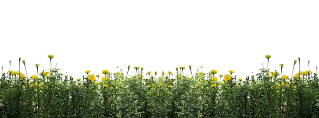 Hermosas flores de caléndula en el jardín aisladas en fondo blanco y recortadas