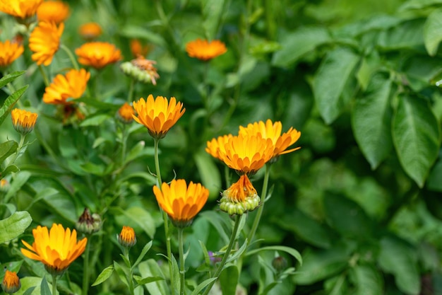 Hermosas flores de caléndula en el jardín