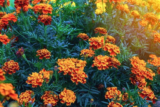 Hermosas flores de caléndula. Tagetes erecta, rayo de sol