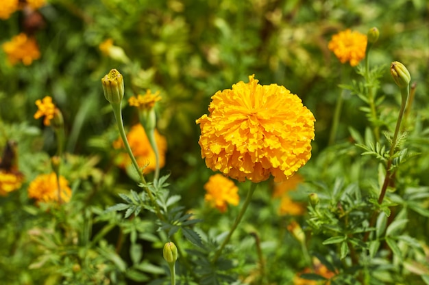 Hermosas flores de caléndula