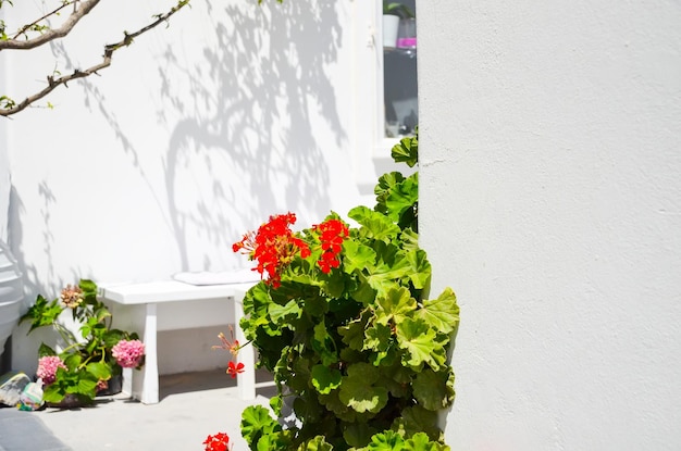 Hermosas flores en las calles de Santorini