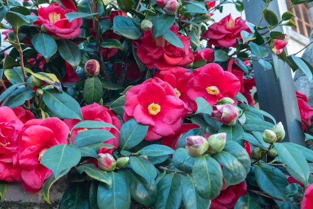 Hermosas flores de camelia japonesa rosa vibrante de Camelia japonica