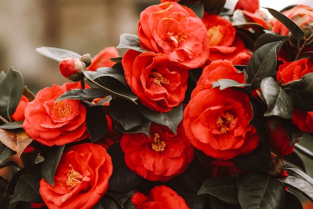 Hermosas flores de camelia roja en plena floración con efecto grunge descolorido