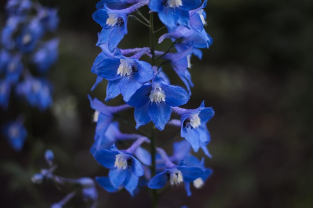 Hermosas flores de campanilla azul Fondo natural Bloom