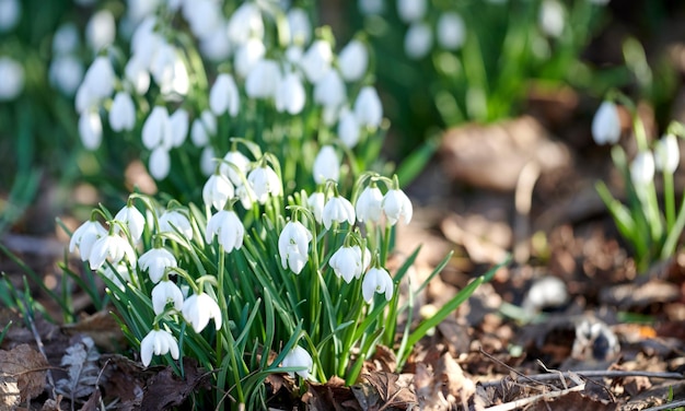 Hermosas flores de campanillas blancas naturales que florecen y crecen en un jardín en un día soleado de primavera con espacio para copiar Plantas herbáceas y perennes bulbosas de especies de amaryllidaceae