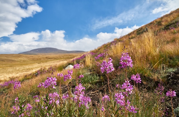 Hermosas flores en el campo. Puesta de sol en estepa