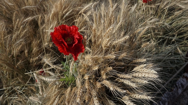 hermosas flores en el campo