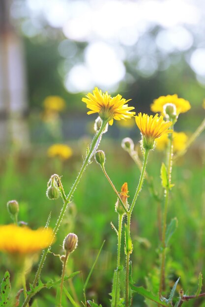 Hermosas flores en el campo