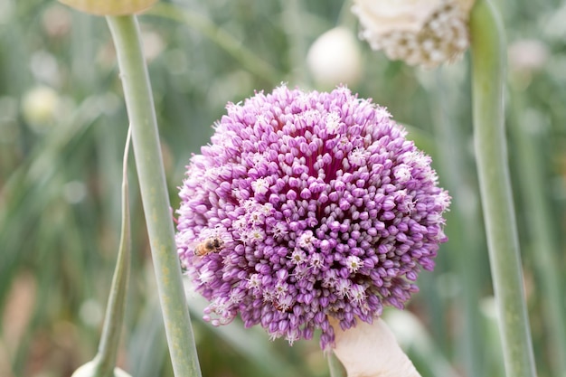 Foto hermosas flores de cebolla púrpura en un campo la belleza de la naturaleza primavera en la naturaleza