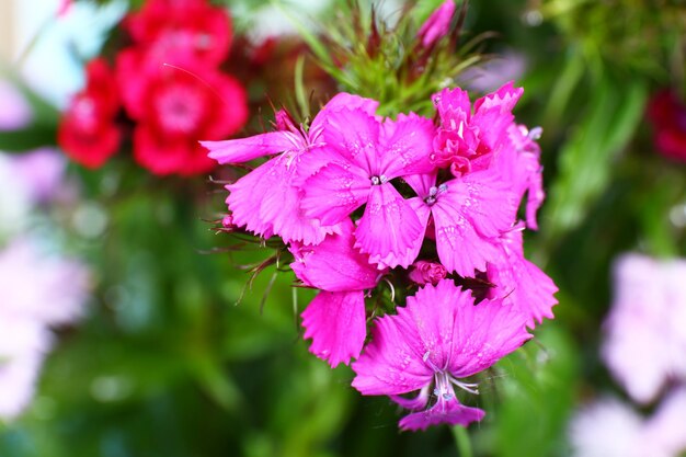 Hermosas flores de cerca