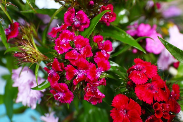 Hermosas flores de cerca