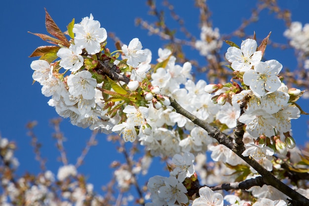 Hermosas flores de cerezo en abril en primavera