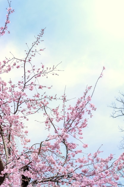 Hermosas flores de cerezo árbol de sakura florecen en primavera