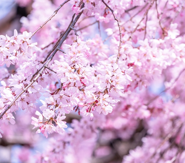 Hermosas flores de cerezo árbol de sakura florecen en primavera