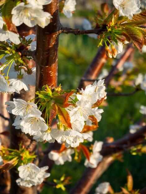 Hermosas flores de cerezo cerasus