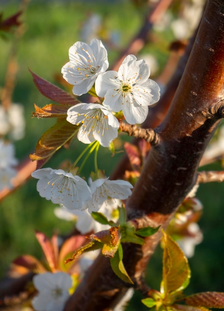 Hermosas flores de cerezo cerasus