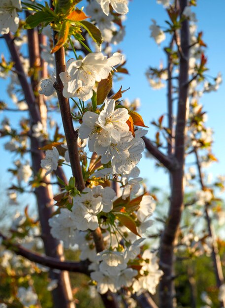 Hermosas flores de cerezo (cerasus)