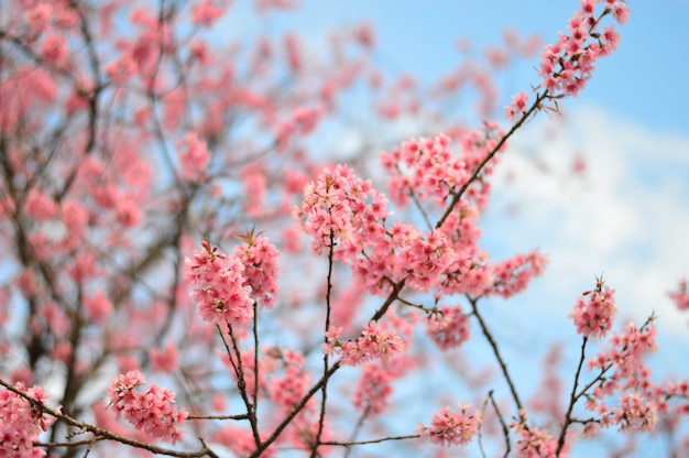 Hermosas flores de cerezo con cielo despejado